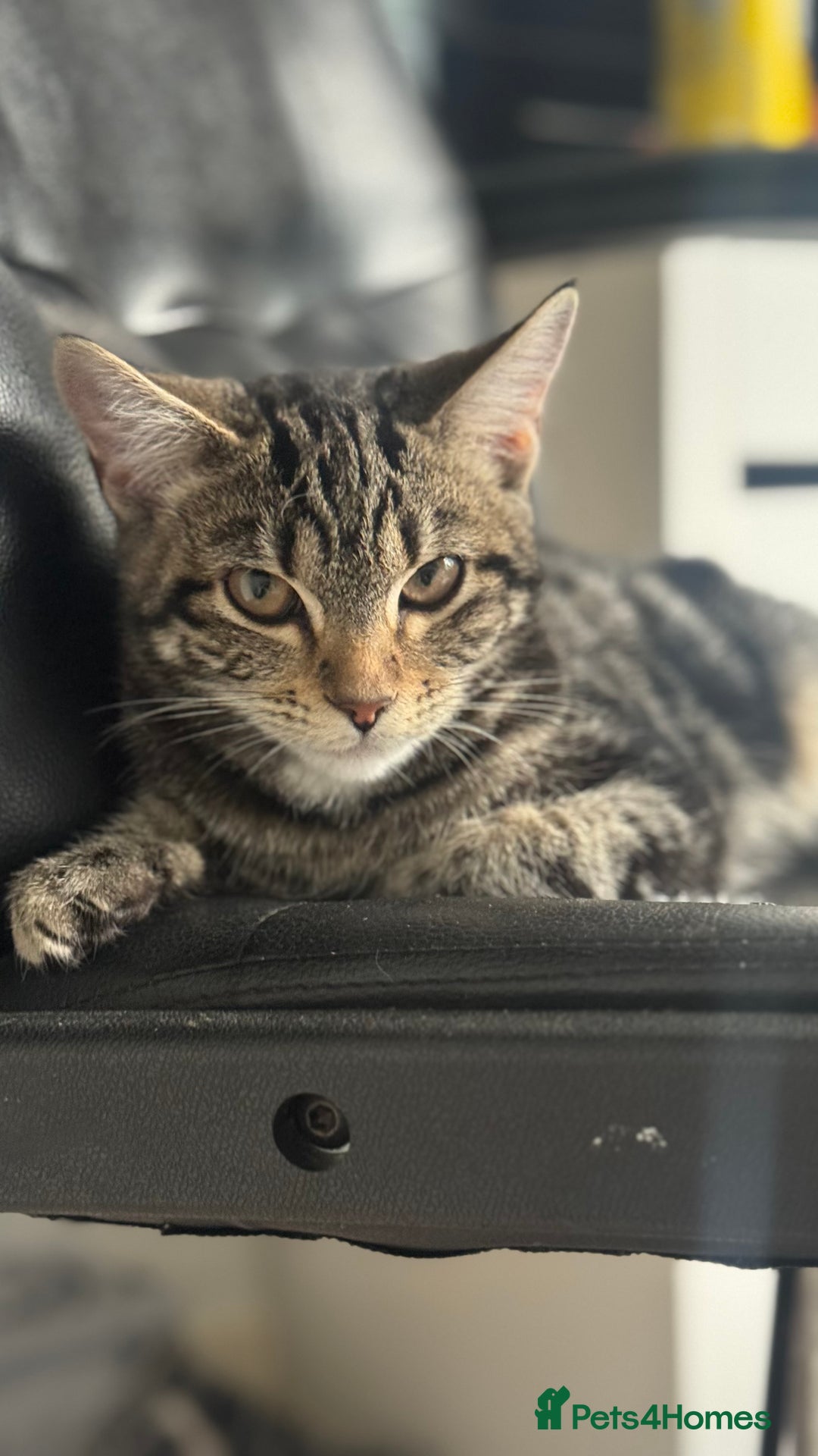 Mixed Breed cats for sale: Kittens for sale - Image 5
