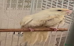 Parakeets birds for sale: Young female kakariki  - Advert 29