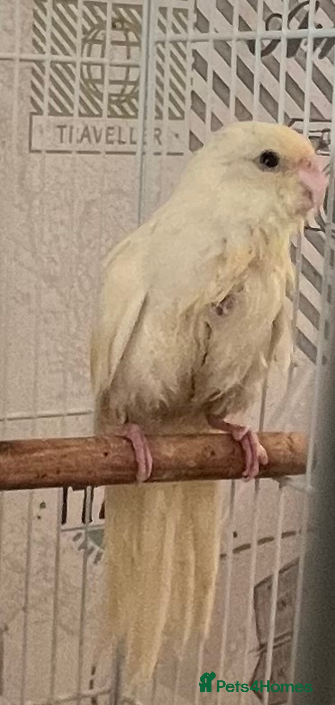 Parakeets birds for sale: Young female kakariki  - Advert 29