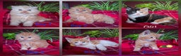 Scottish Fold cats for sale: Adorable Longhair & Shorthair Kittens- Prices Vary - Advert 1