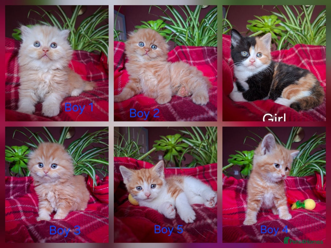 Scottish Fold cats for sale: Adorable Longhair & Shorthair Kittens- Prices Vary - Advert 1