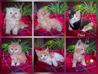 Scottish Fold cats Adorable Longhair & Shorthair Kittens- Prices Vary - Advert 2