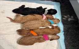 Cavapoo dogs for sale: Cavapoo puppies  - Image 3