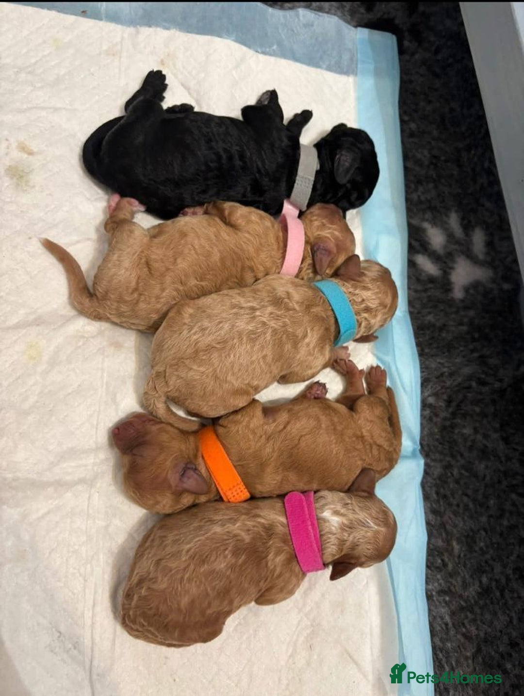 Cavapoo dogs for sale: Cavapoo puppies  - Image 3