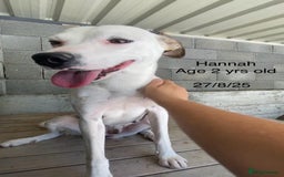 Mixed Breed dogs for adoption: Hannah, 2-3 yrs old. Available for adoption. - Image 2