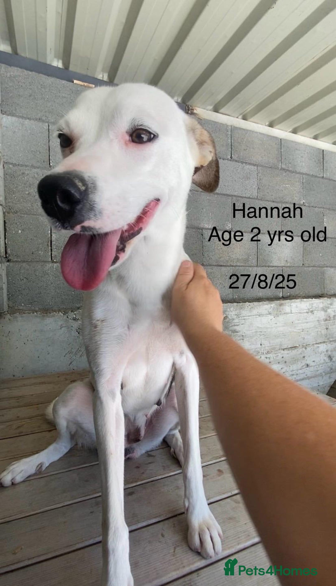 Mixed Breed dogs for adoption: Hannah, 2-3 yrs old. Available for adoption. - Image 2