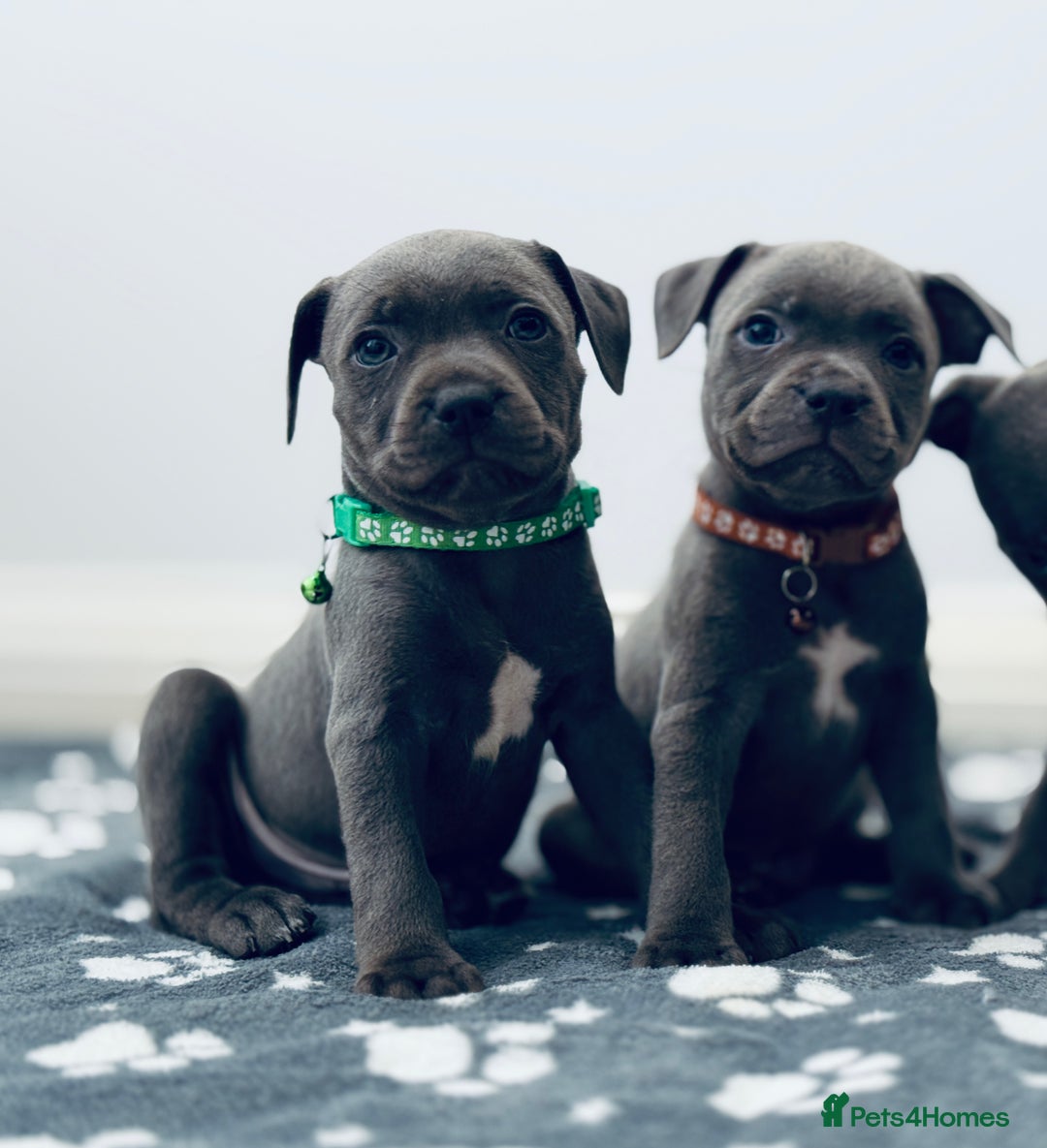 Staffordshire Bull Terrier dogs for sale: Beautiful Babies Ready to Leave  - Image 5