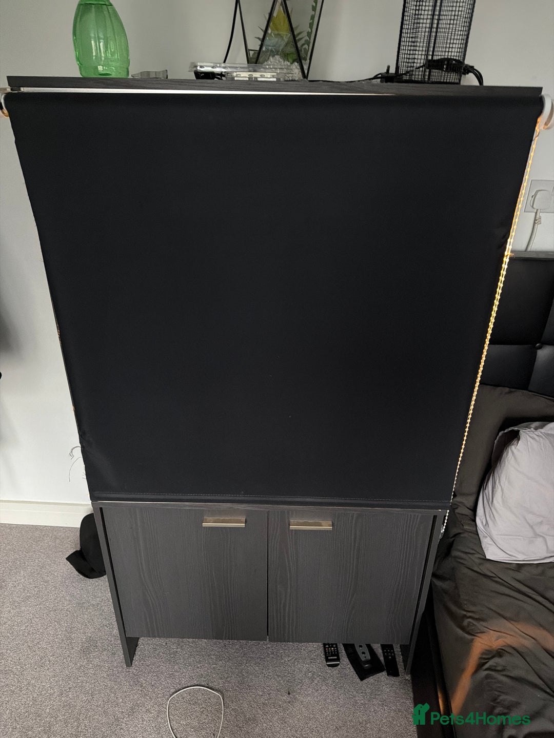 Chameleon reptiles for sale: Veiled chameleon + enclosure  - Advert 4