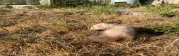 Ferret rodents for sale: Ferret kits for sale - Advert 7