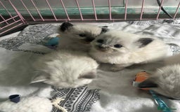 Ragdoll cats for sale: Beautiful ragdoll kittens  - Image 2