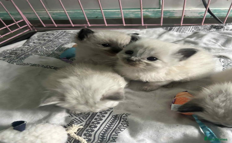 Ragdoll cats Beautiful ragdoll kittens  - Advert 4