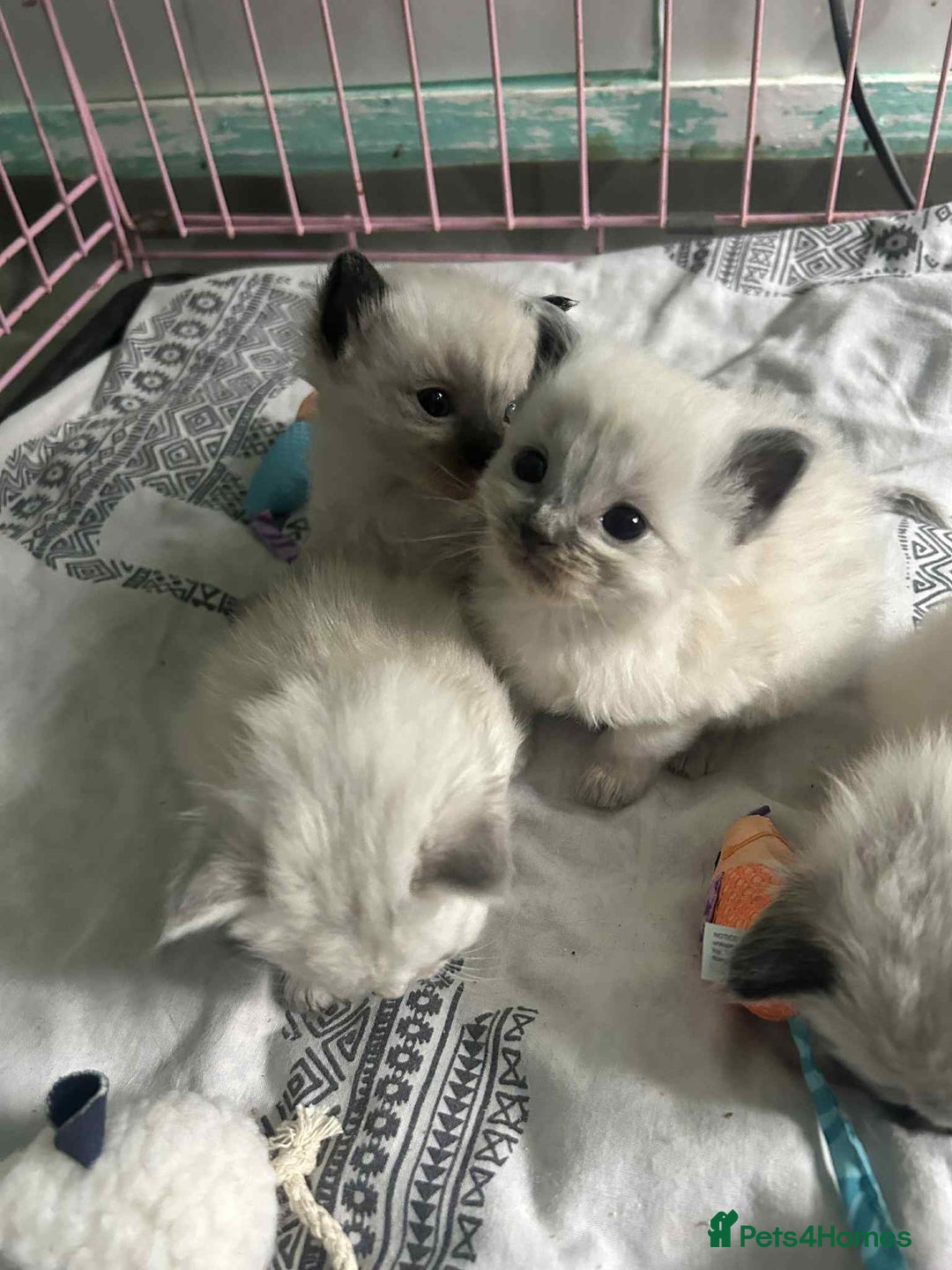 Ragdoll cats for sale: Beautiful ragdoll kittens  - Image 2