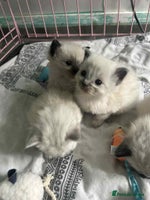 Ragdoll cats - Advert 2