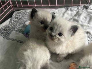 Ragdoll cats Beautiful ragdoll kittens - Advert 4