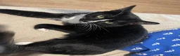 Mixed Breed cats for sale: 2 Cats need rehoming - Advert 2