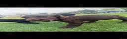 Cocker Spaniel dogs for sale: Working Cocker spaniel puppies  - Advert 4