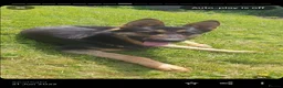 German Shepherd dogs for sale: German shepherd pups - Advert 3