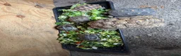 Tortoise reptiles for sale: 30yr old leopard tortoise - Advert 5