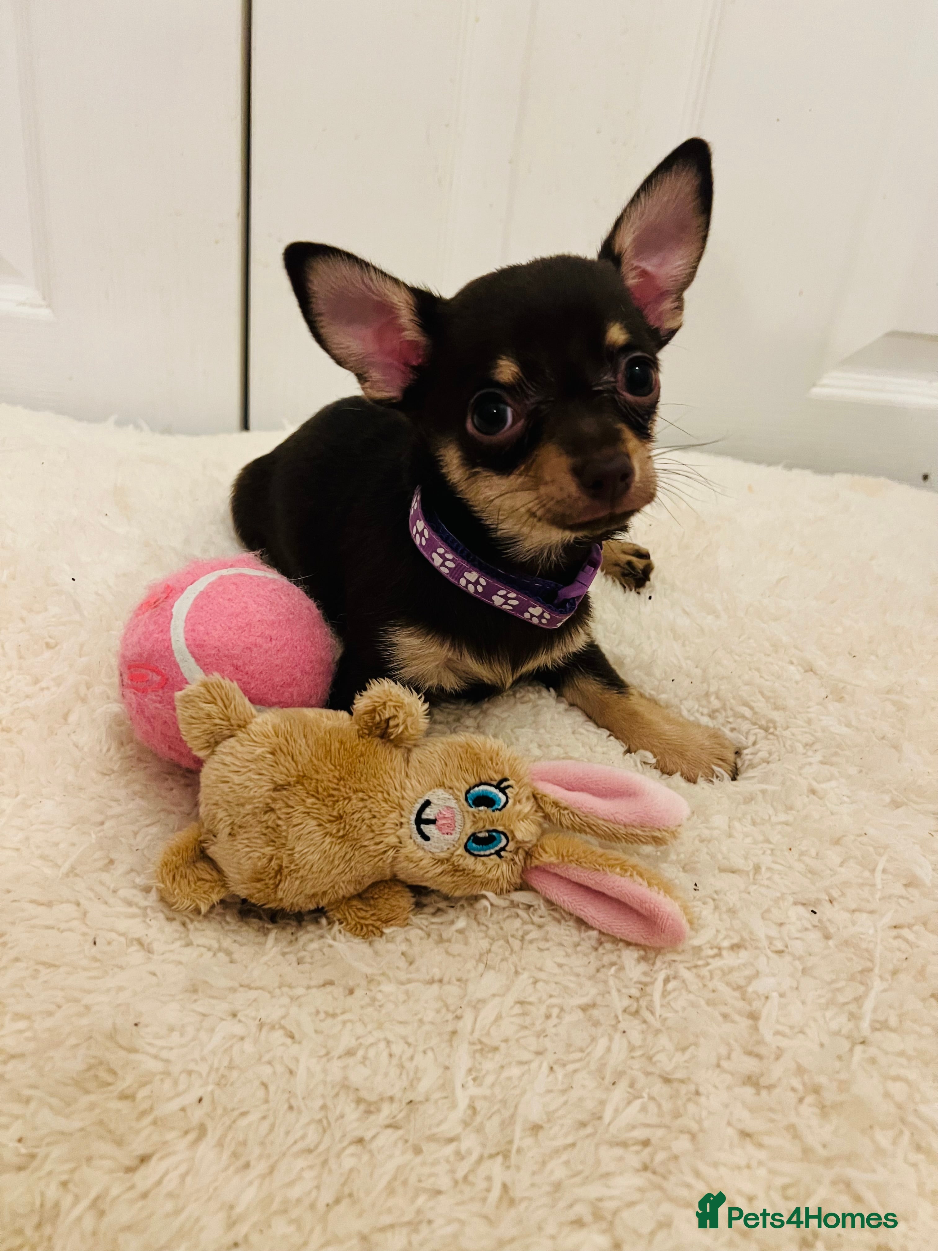 Chihuahua dogs Beautiful chocolate and tan girl only 1 left  - Advert 12