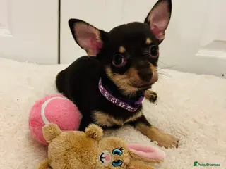 Chihuahua dogs Beautiful chocolate and tan girl only 1 left - Advert 12