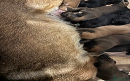 Mixed Breed dogs for sale: German shepherd x whippet  - Image 9