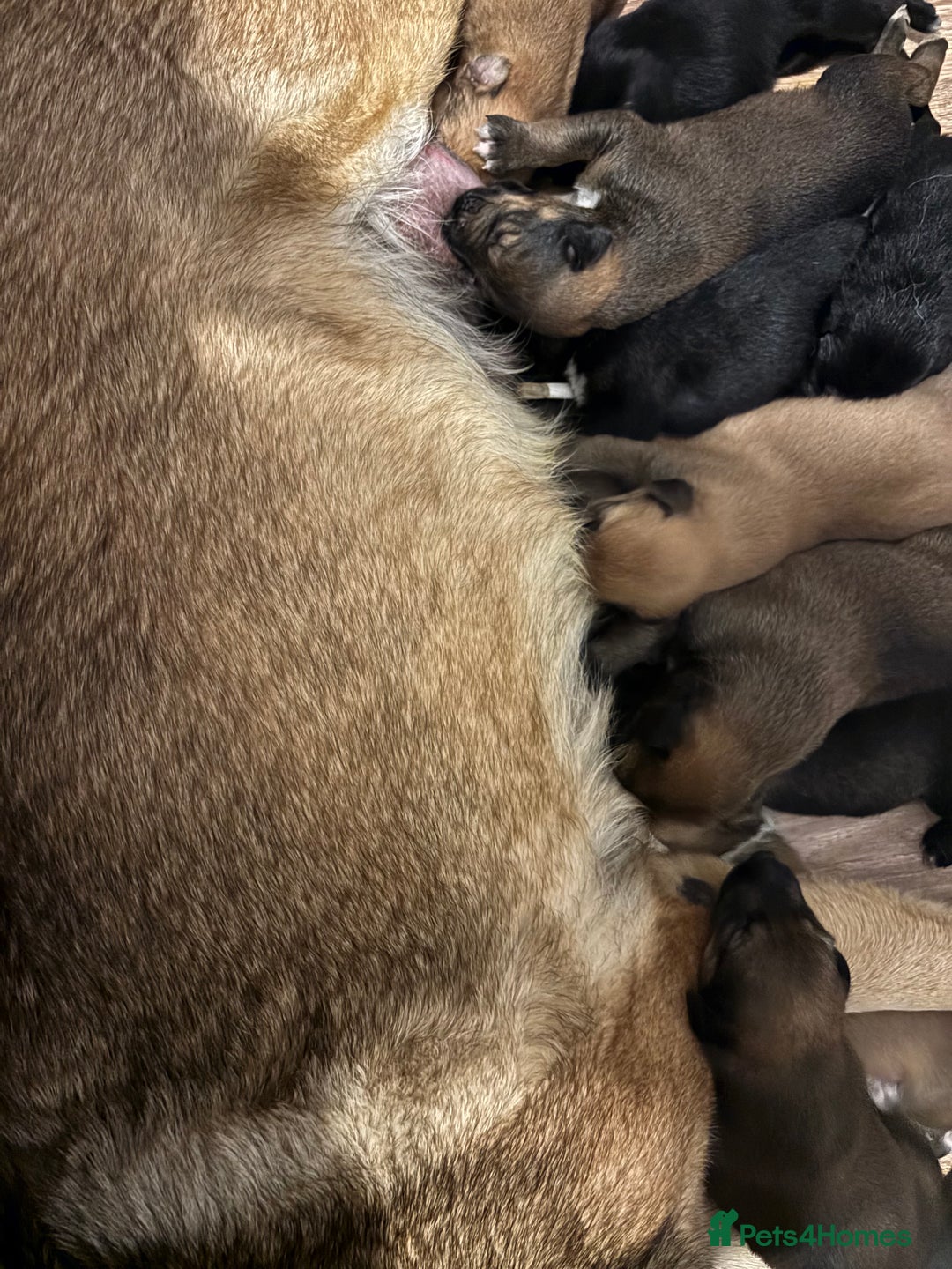 Mixed Breed dogs for sale: German shepherd x whippet  - Image 9