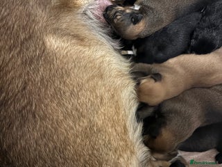 Mixed Breed dogs - Advert 4