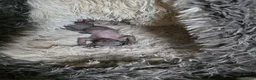 Sphynx cats for sale: 3 Stunning TICA Registered Sphynx Boys - Advert 4