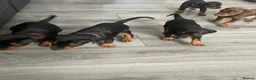 Dobermann dogs for sale: Doberman puppies  - Advert 5