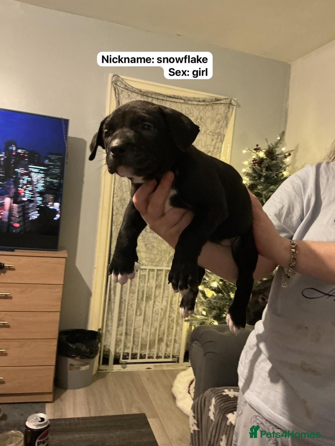 Mixed Breed dogs for sale: Puppies for sale  - Advert 4