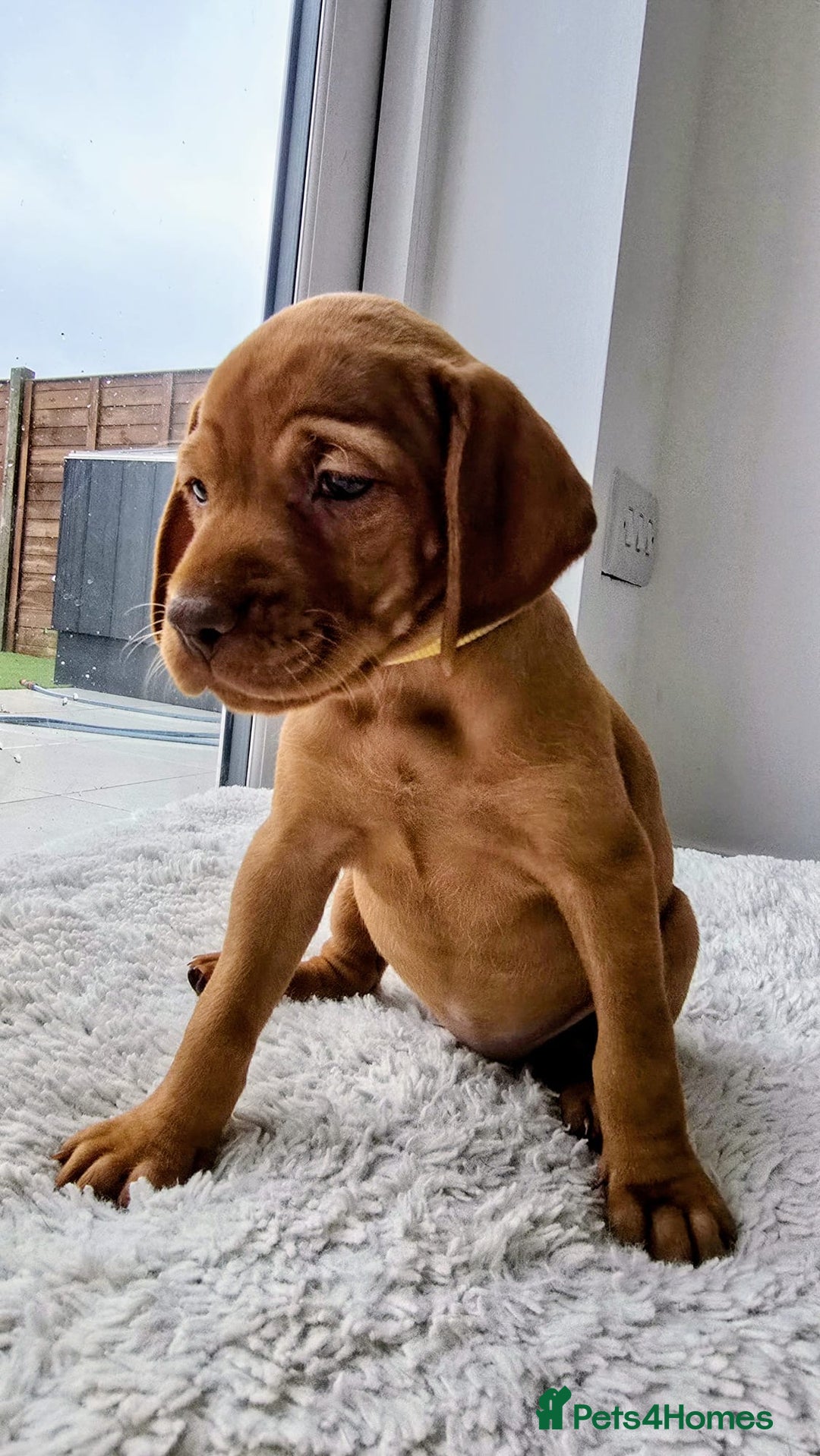 Stunning KC Registered Vizsla Puppies for sale in Bangor Pets4Homes