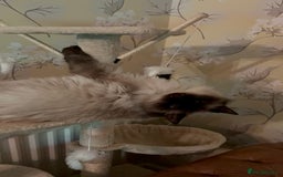 Bengal cats for sale: MUST GO TOGETHER  - Advert 8