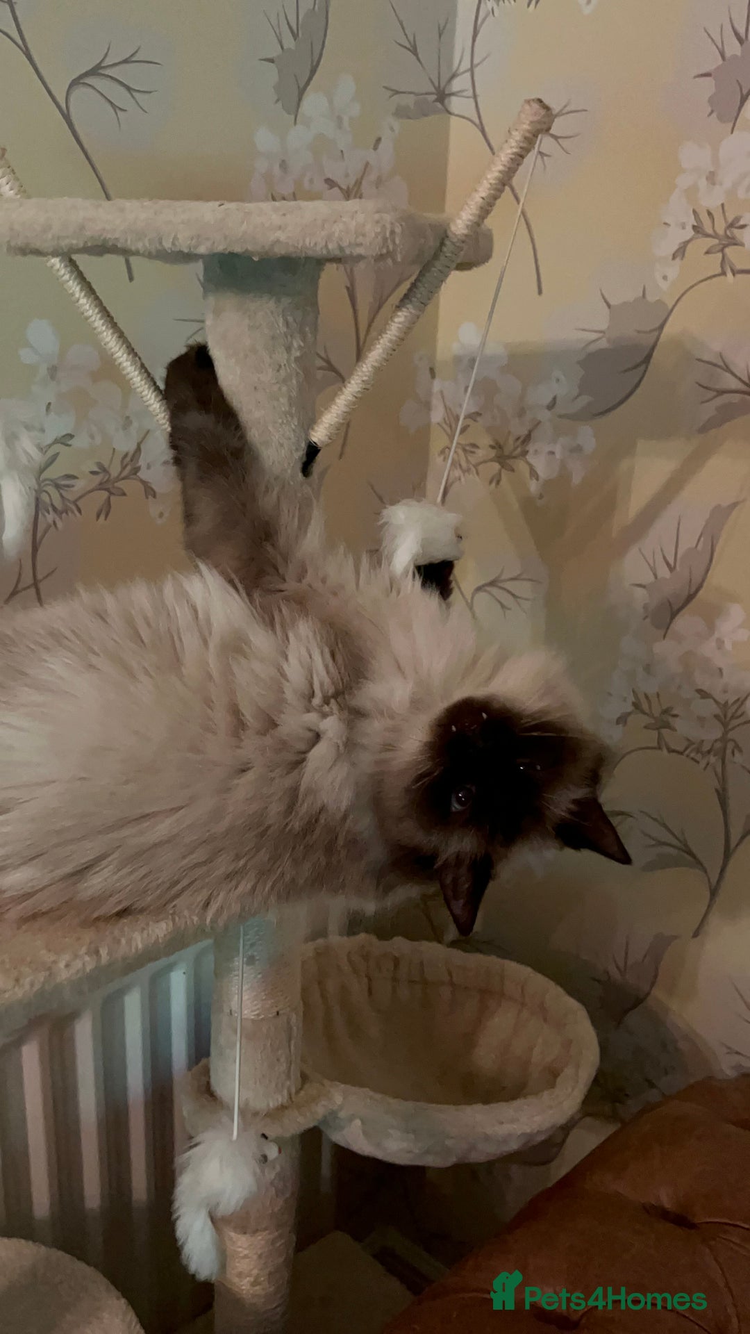 Bengal cats for sale: MUST GO TOGETHER  - Advert 8