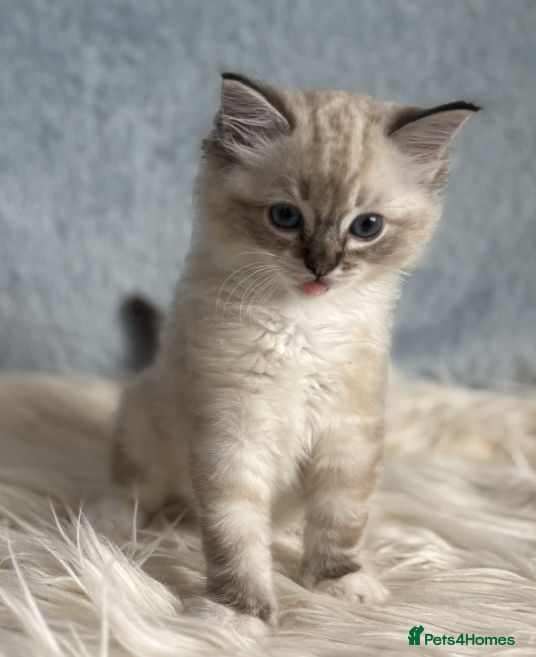 Ragdoll cats for sale: Three beautiful Ragdoll Ready to Leave 20/12/2025  - Advert 23