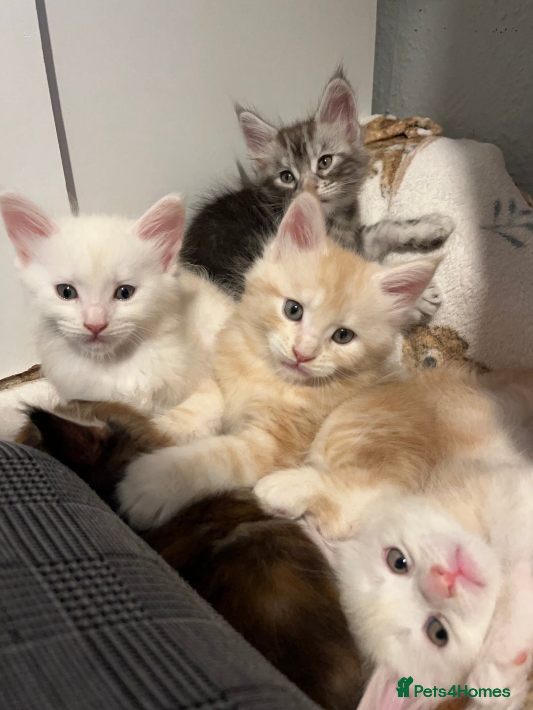 Maine Coon cats for sale: Purebred Maine Coon kittens - Image 4