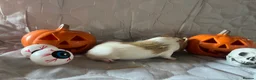 Guinea Pig rodents for sale: Skinny pigs sows & funky boys  - Advert 17