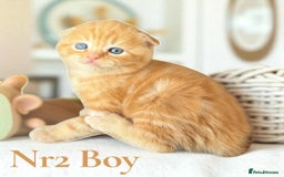 Scottish Fold cats for sale: 3 Scottish Fold Boys STILL AVAILABLE - Image 14