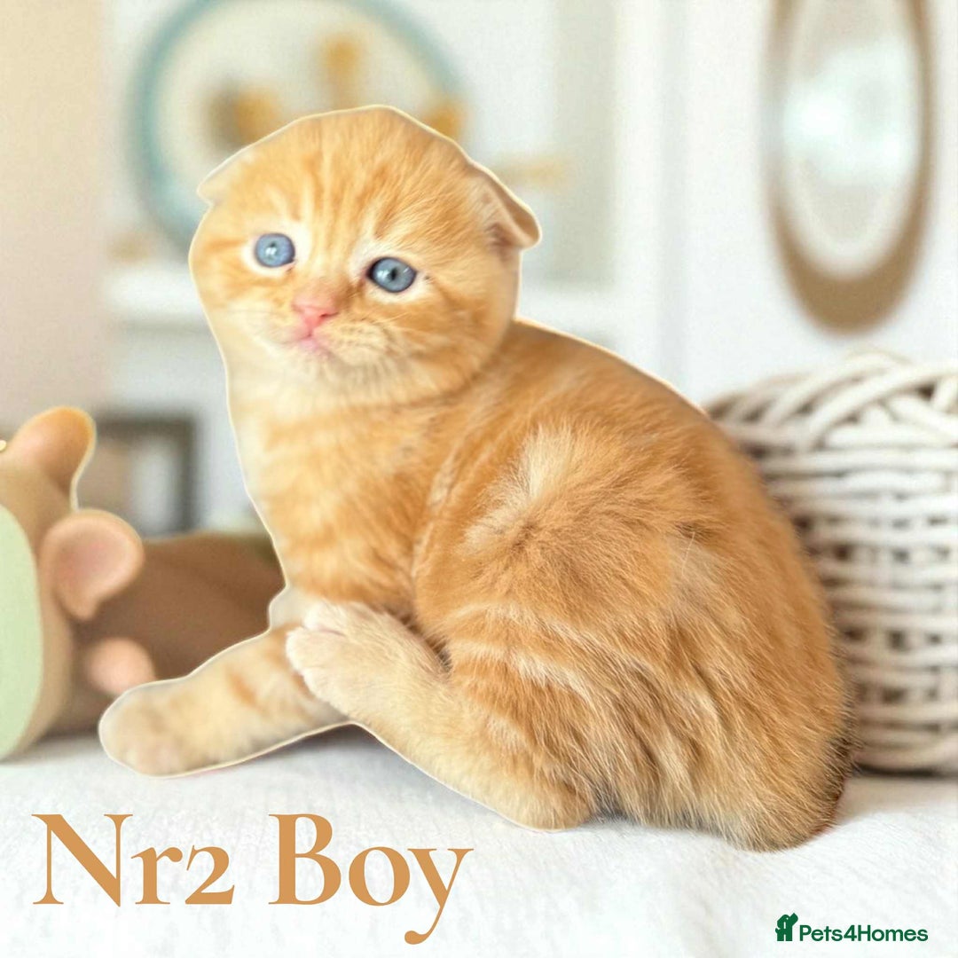 Scottish Fold cats for sale: 3 Scottish Fold Boys STILL AVAILABLE - Image 14