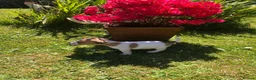 Jack Russell dogs for sale: Jack Russell Puppies For Sale - Advert 6