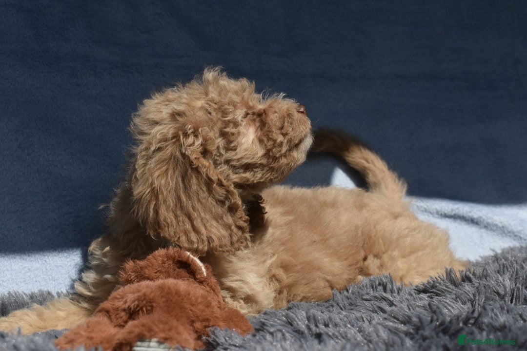 Cavapoo dogs for sale: F1b Cavapoo Puppies – DNA Tested in Rugby - Image 28