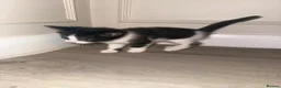 Domestic Shorthair cats for sale: Kittens in Lincoln - Advert 4