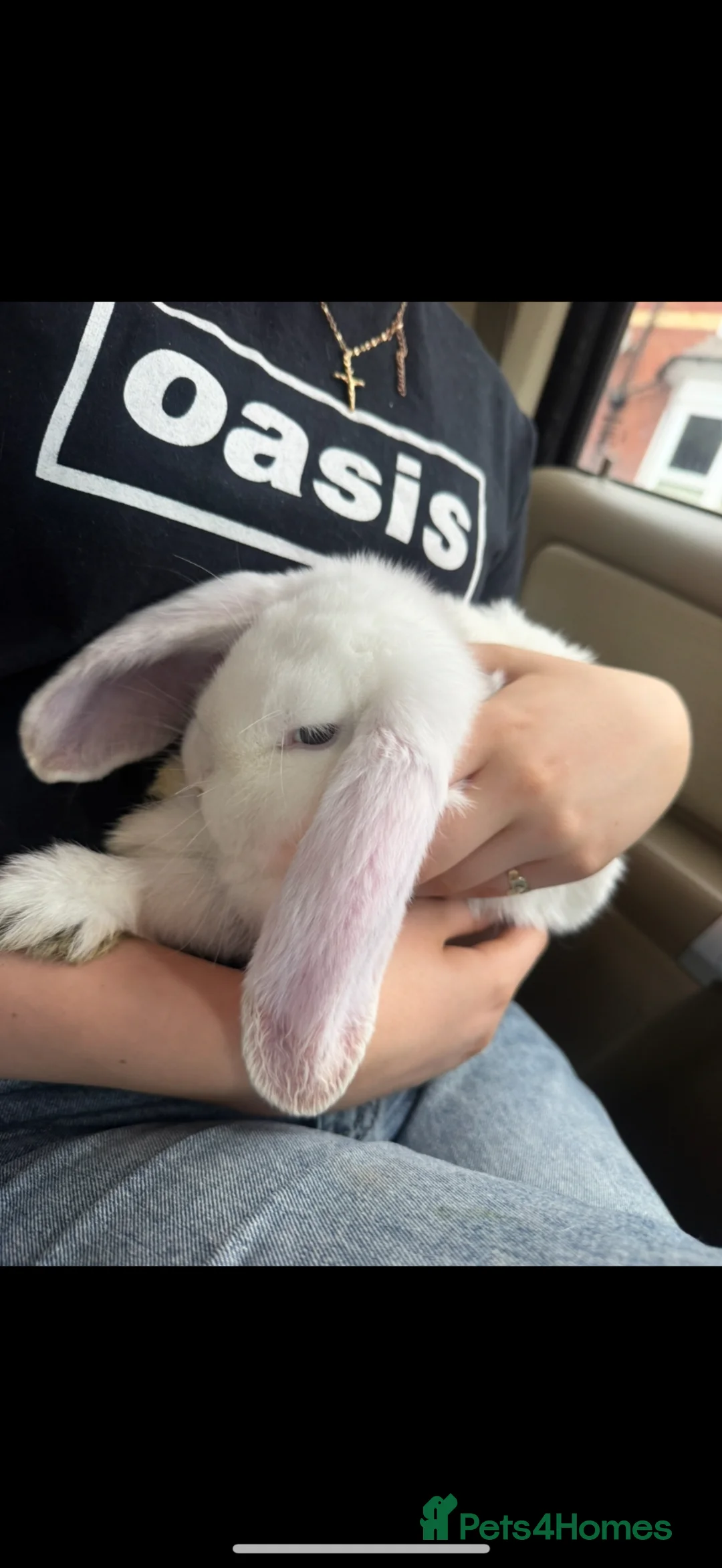 French Lop rabbits for sale: French lop in Birmingham - Advert 2