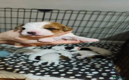 Parson Russell dogs for sale: Parson russell  - Image 7