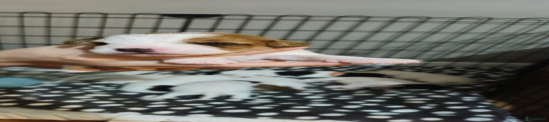 Parson Russell Puppy 3