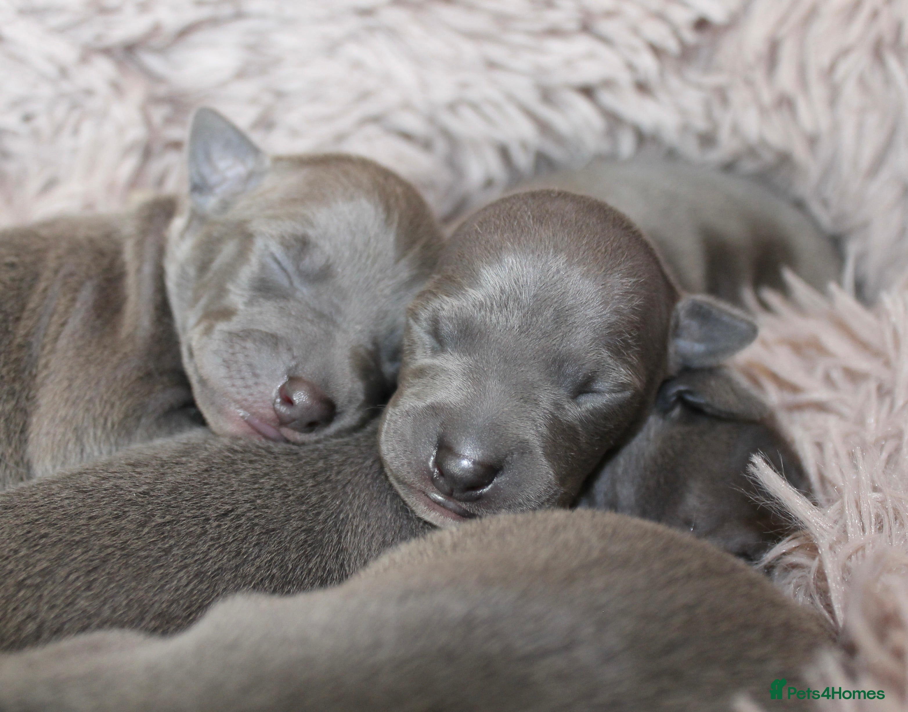 Italian Greyhound dogs KC Reg Italian Greyhound only 1 available - Advert 2