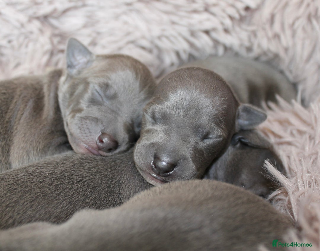 Italian Greyhound dogs for sale: KC Reg Italian Greyhound only 1 available - Advert 2