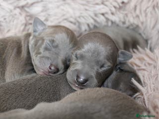 Italian Greyhound dogs KC Reg Italian Greyhound only 1 available - Advert 7