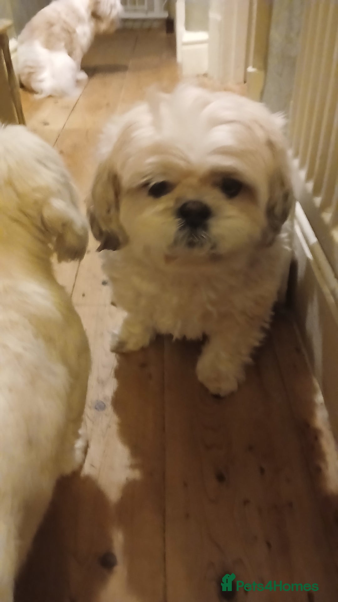 Gallery Image {{count}}