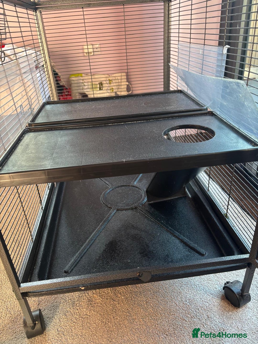 Rat rodents for sale: Dumbo Rats - Advert 13