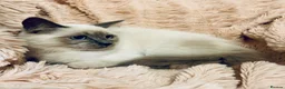 Ragdoll cats for sale: Degruchi Cattery has show quality kittens for sale in Petersfield - Advert 17